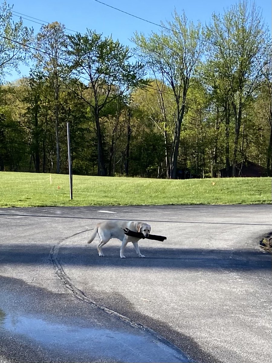 xvermonter61's tweet photo. After the clouds and rain comes blue skies and ☀️! #Dogs #FriYay #DogsofTeitter https://t.co/DGd63vwR21