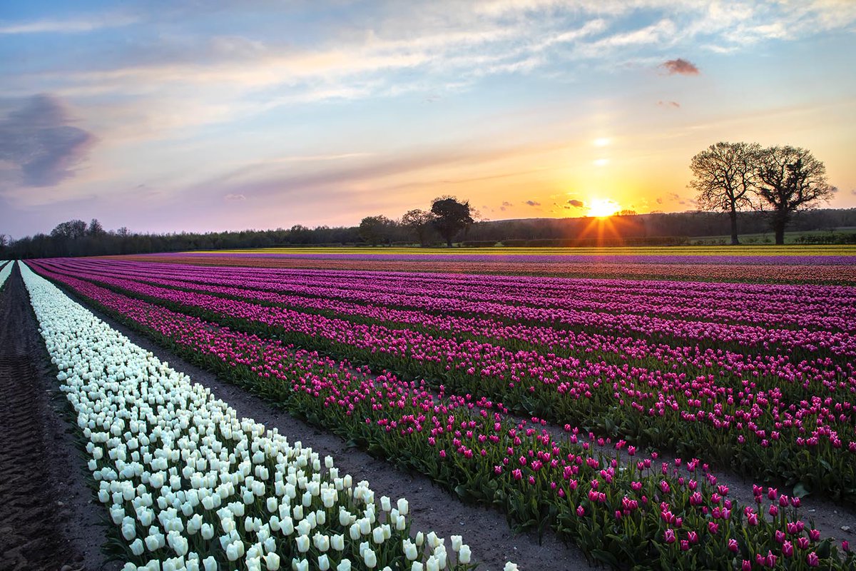 Norfolk Tulips opened up to the public to raise money for Tapping House. Well done to all involved for your kindness and hard work <a href="/Belmont_Nursery/">Belmont Nursery</a> <a href="/KLmagazine/">KL magazine</a> <a href="/LoveWestNorfolk/">Love West Norfolk</a>