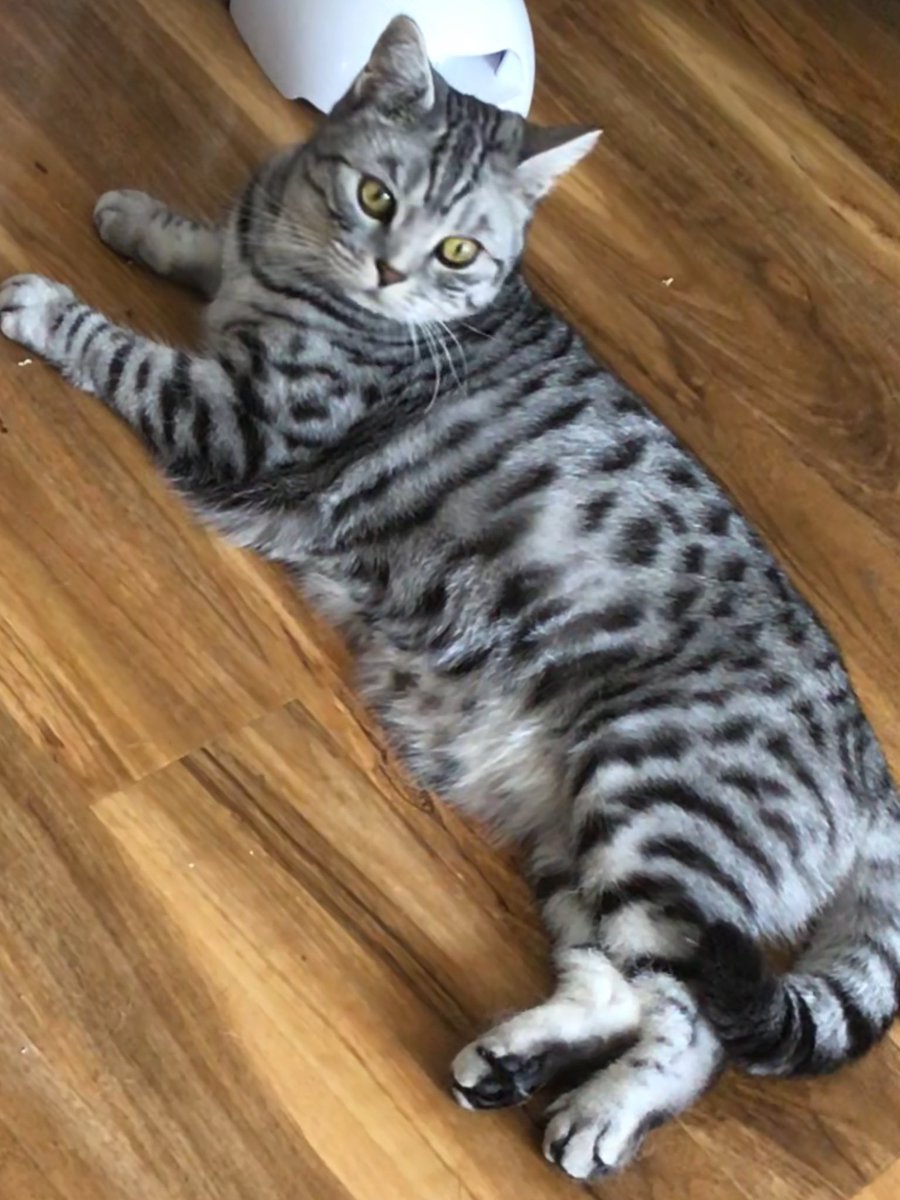 #NationalTabbyDay I’m in, Silver Spotted Tabby #Zeus ❤️❤️😂