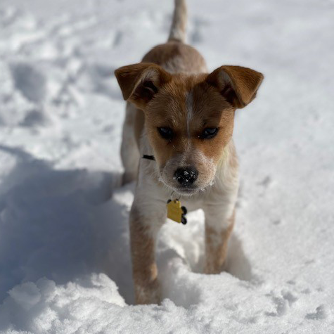 MarsPetcareUS's tweet photo. Checking in with another Associate pup on #AdoptAShelterPetDay! Hemsy is smart, has lots of energy and has brought so much happiness to his family. Says his mom, Cindy, "When we saw him, we just knew he was meant to join our family." #PetsOfMars https://t.co/VrFS024Cnz