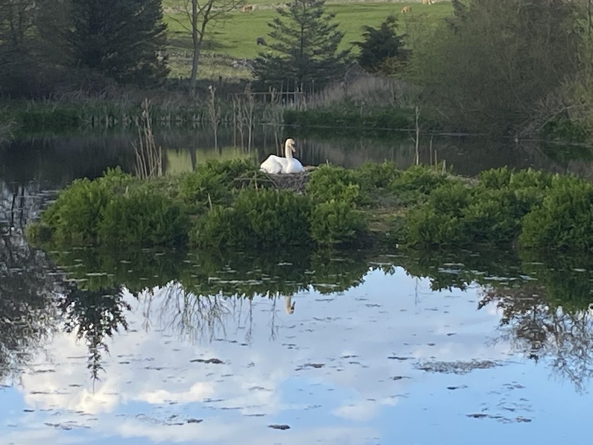 ⁦⁦⁦<a href="/SwanwatchUk/">SWANWATCHUK</a>⁩ The swan’s nest at Brighouse Bay