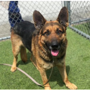 LUCAS - ID#A5414732, neutered, 4 years, intake Apr 24, 2021. 
Gardena, Ca. 
Los Angeles County Animal Control - Carson at (310) 523-9566