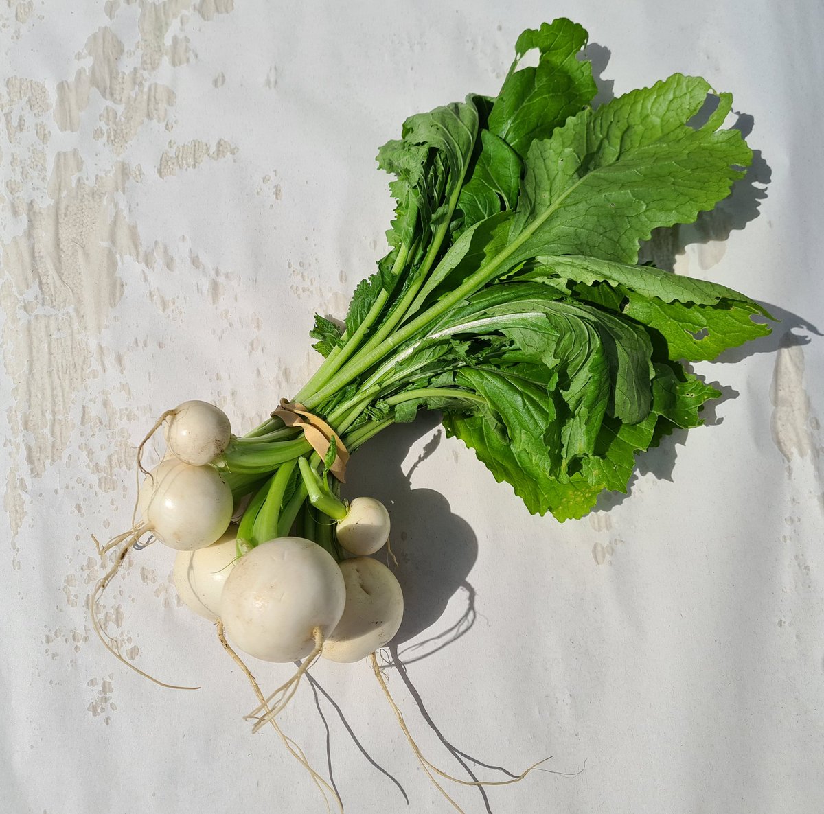Our prettiest veg offering this week must be the turnips supplied by 12 acre farm. Snowy white and delightful. #locallygrown #foodbox #farmersmarket #buylocal