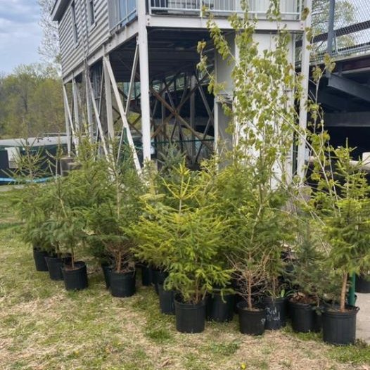 SustainableCSI's tweet photo. Happy Arbor Day! We can’t wait to plant these beautiful trees we received from #nycparks. #csinews #ArborDay2021 #WeAreCSI https://t.co/sDem6m75zC