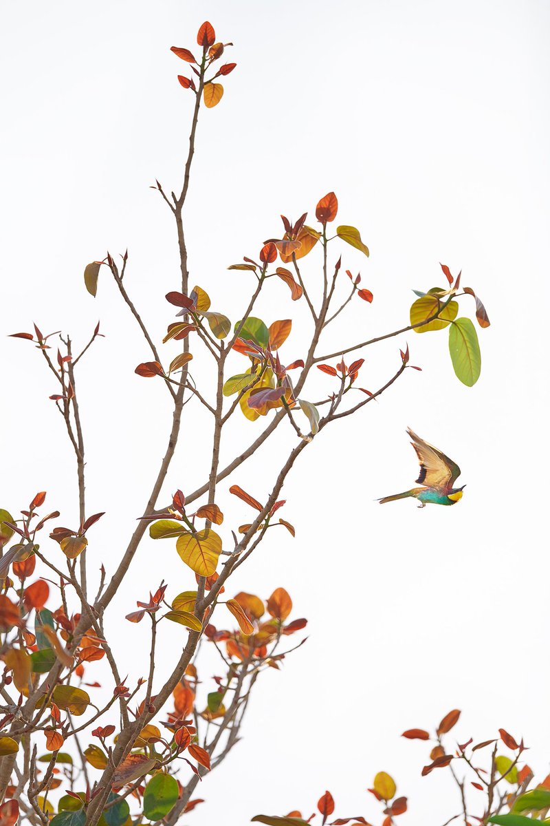 European Bee-eater
🔶
#BirdsSeenIn2021 #bahrain #europeanbeeeater #birdphotography #naturephotography #nature #wildlife #photography #MiddleEast @NikonMEA