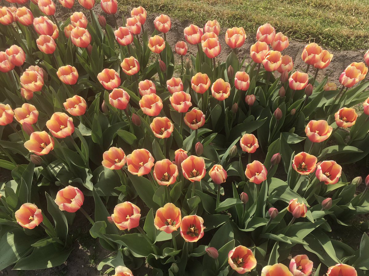 boardnotbored's tweet photo. I’m partial to daffodils, but you just can’t beat the color of tulips. https://t.co/pfRSQKindR