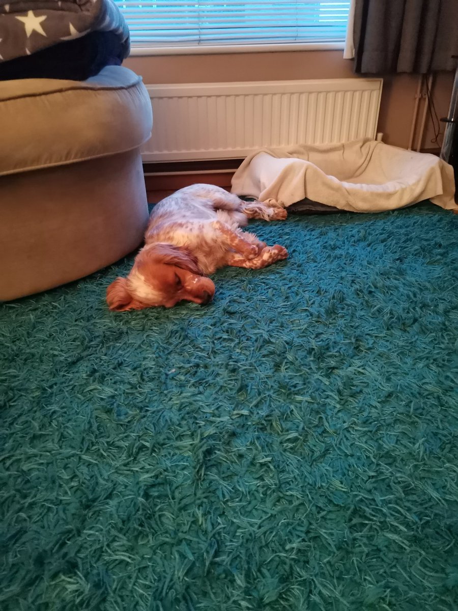 RebeccaCorbin's tweet photo. @BeccaSpence91 Dexter is broken 🤣🤣 https://t.co/jhhOL1YdaW