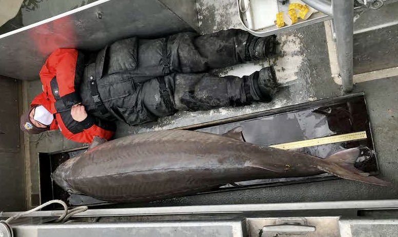 SolomonRDavid's tweet photo. WOW! Gargantuan Lake Sturgeon caught in Detroit River, 240-pounds, 6 ft 10 inches long; among largest ever found in USA! https://t.co/1NNfLNbn2y
📸USFWS HT @phillipstatic https://t.co/Neimz2iSkU