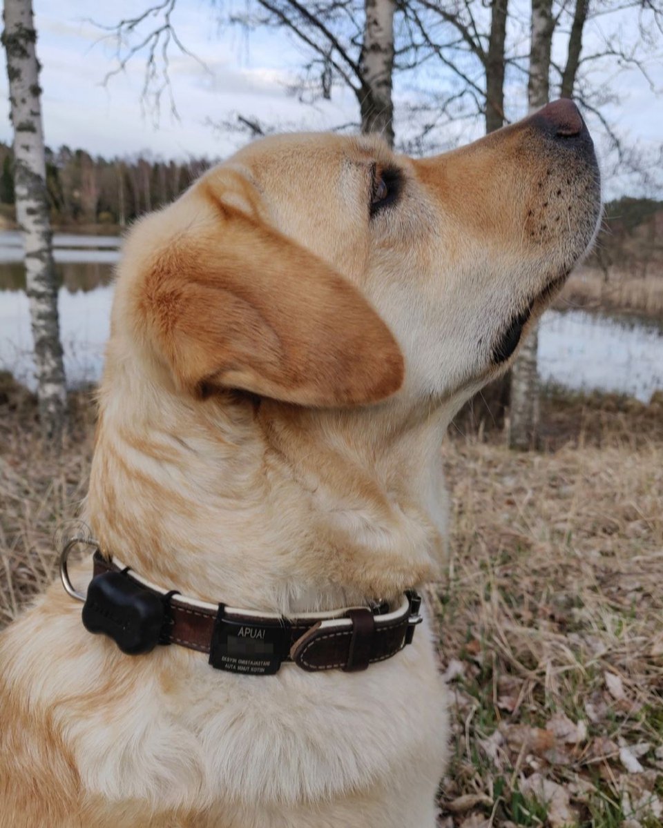 FitBark's tweet photo. I really like them! Thanks #fitbark @roadid 📷: @heyemmwh https://t.co/3qyQW7fNZn