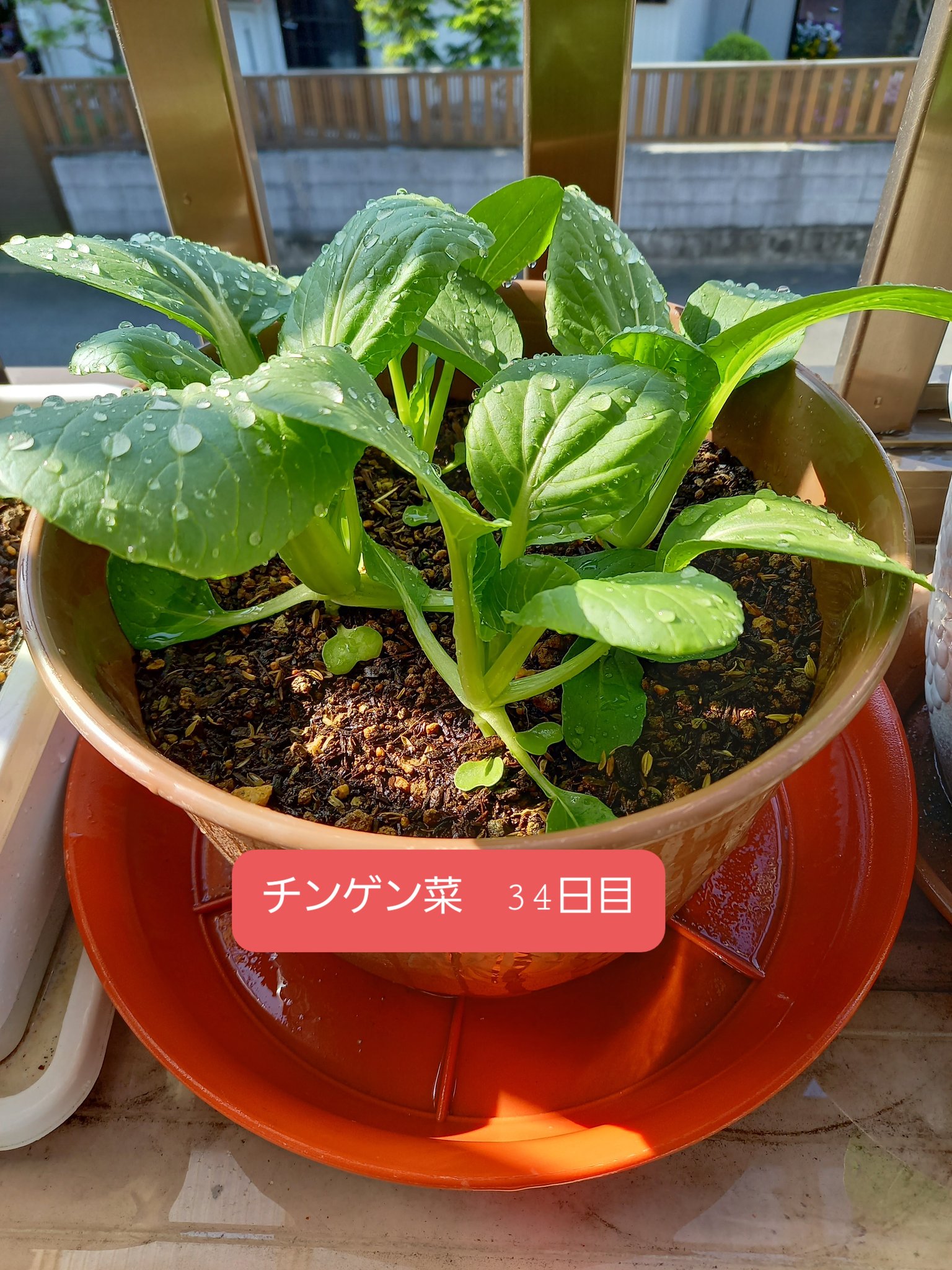 ネギ男 今日の収穫 絹さやえんどう 24個 累計180個 絹さやえんどう2株栽培してます 良い感じで収穫数が増えてきました 虫 病気除けスプレーと 花 実付きが良くなる肥料が頼りです チンゲン菜 34日目 春に育てるのは初めてですが やはり成長が早い