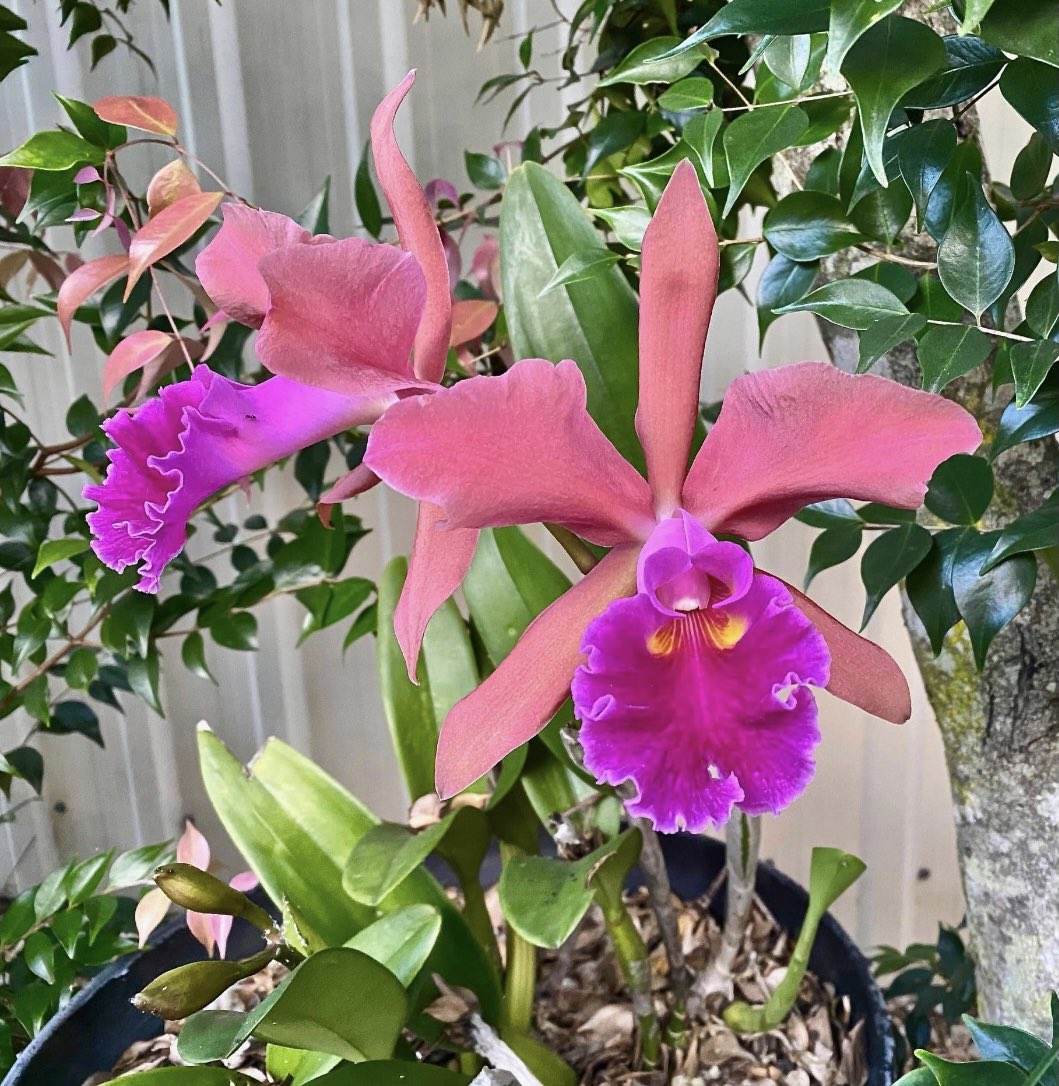 A couple of my oldest orchids r still flowering :) #orchids #purple #flowers #cattleya #cattleyaorchid #australia  #love #loveorchids