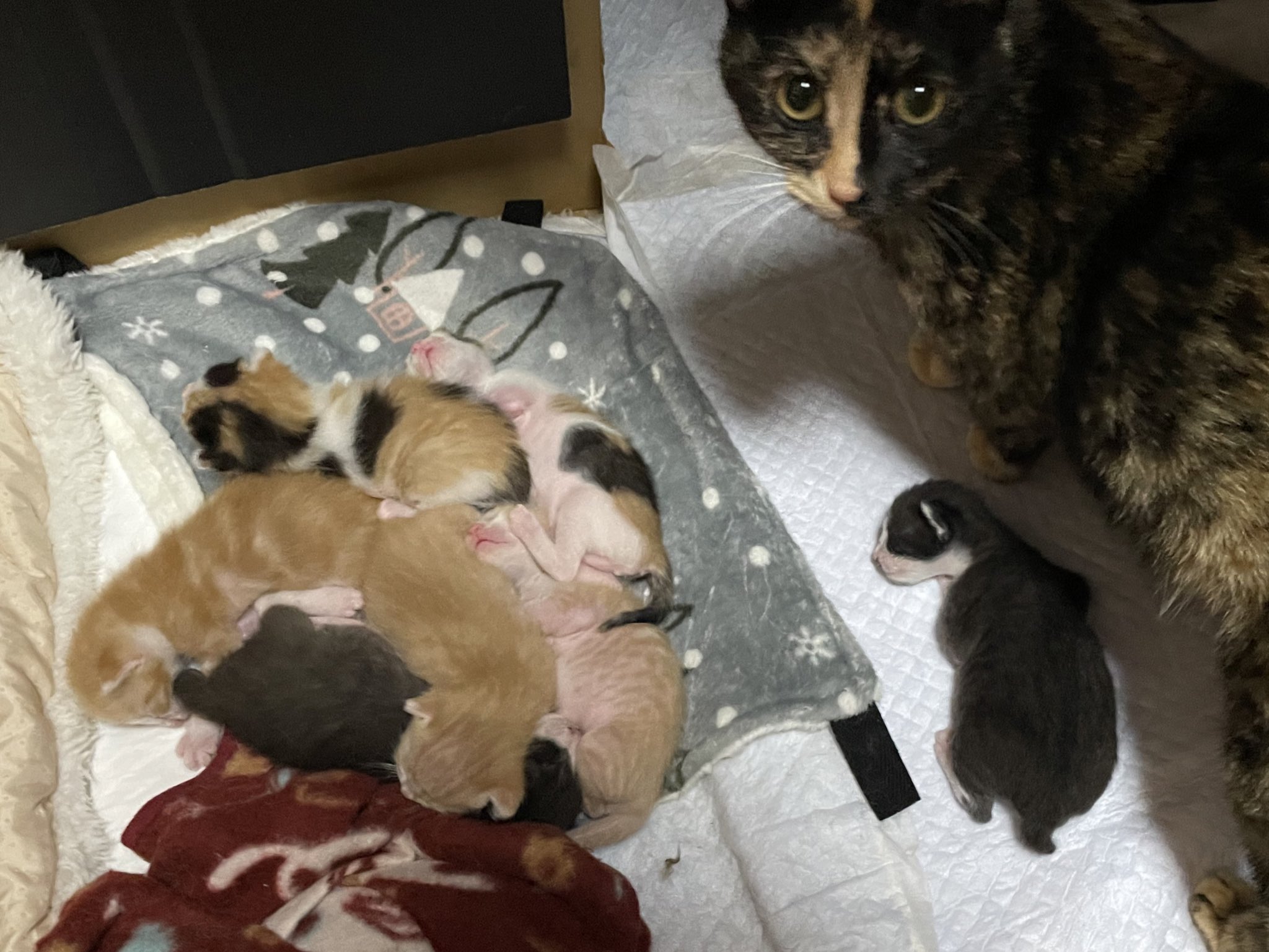 あお On Twitter 宮城県 元野良猫 自宅にて保護中 が子猫を産んだ為 里親さんを募集しています 母猫は猫エイズ 白血病共に陰性 母猫 から離すのは生後3ヶ月を過ぎてからになりますので最短でお渡しは7月下旬 を予定しています 里親募集 仙台 保護猫 詳細は