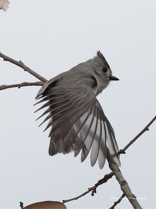 A tufted titmouse stretching his wing. #TwitterNatureCommunity https://t.co/2M3G3t9sV7<a href="/tag/twitternaturecommunity"class="tags">#TwitterNatureCommunity</a>