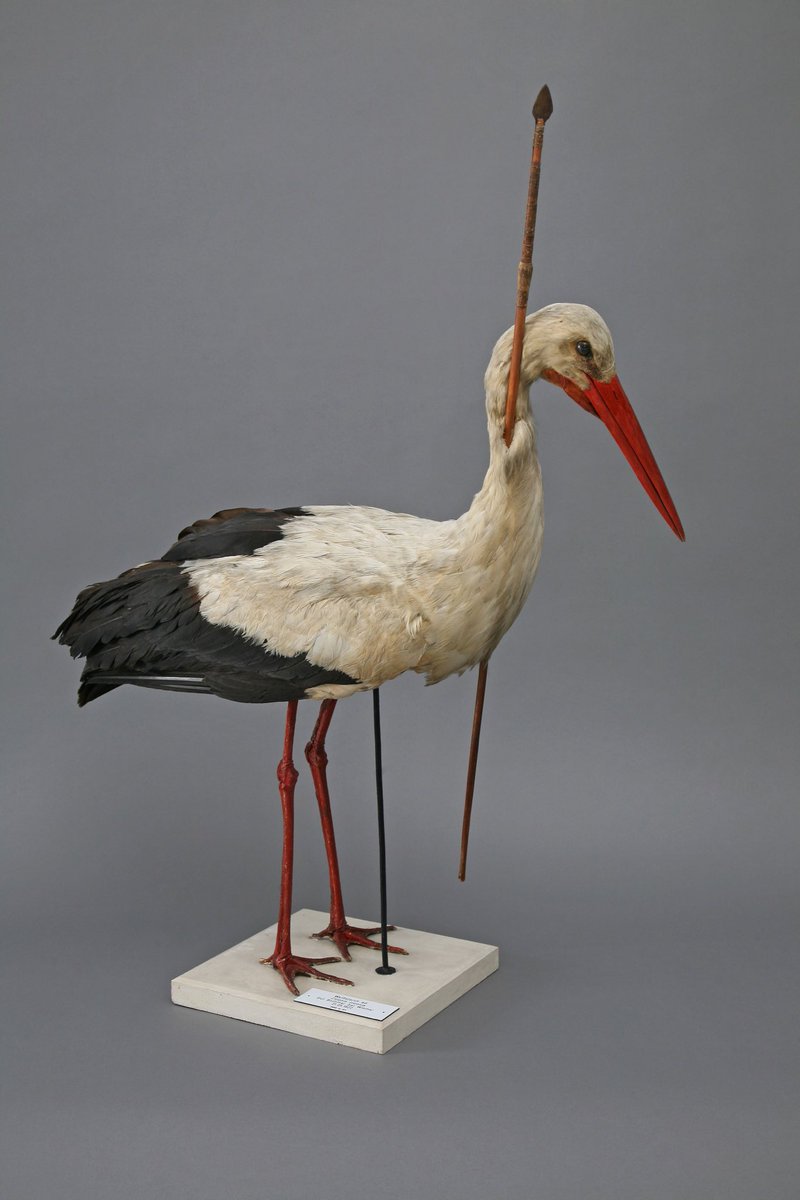 Arguably the first ever tracking device was this wooden spear stuck in a white storks neck – which was shot in Germany. When the hunters figured out that the spear had come from Central Africa they realised the journey it must have made!