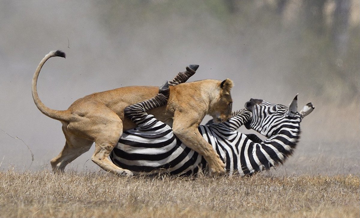 Novi Football tweet media