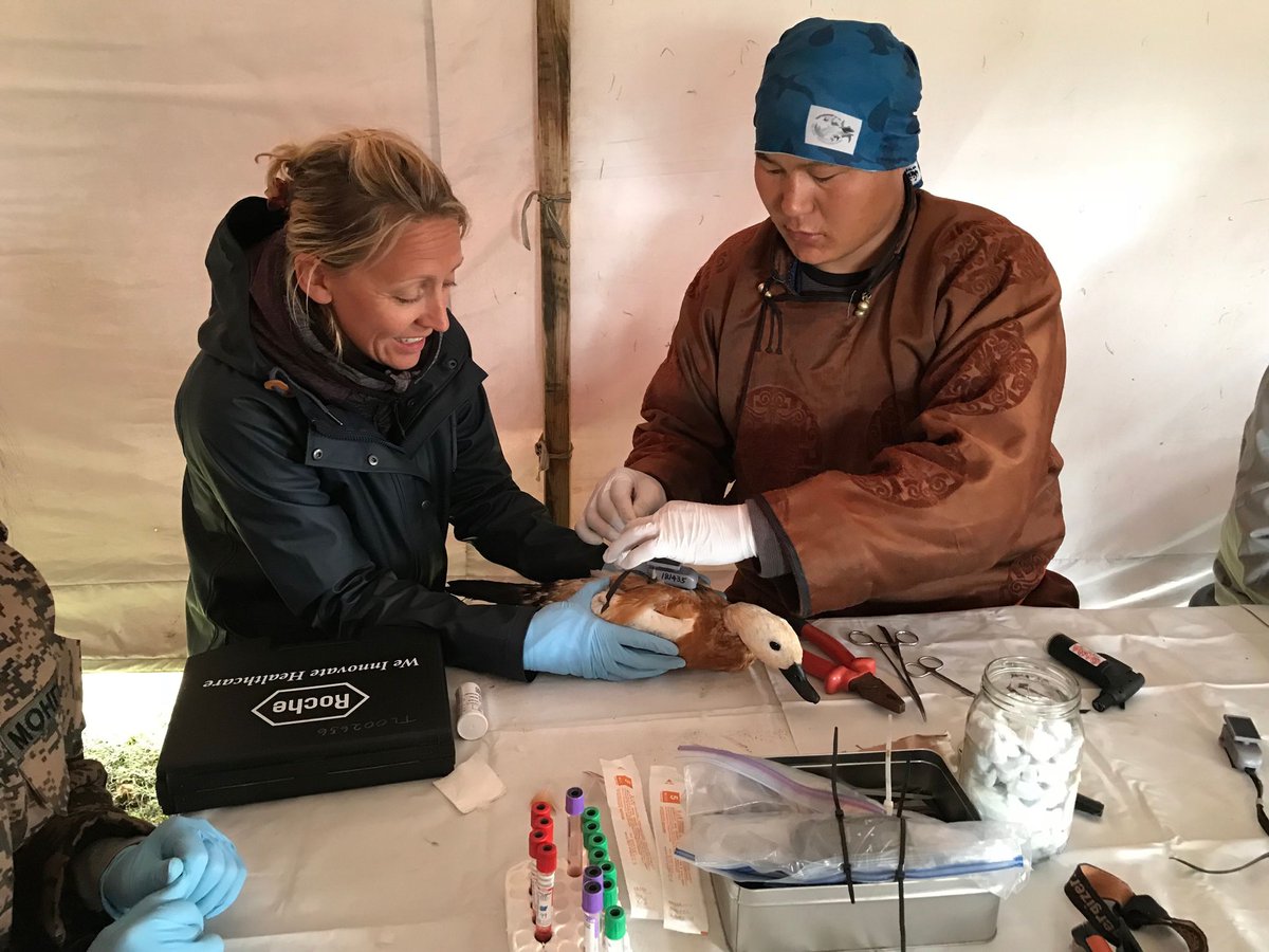 Like the animals I study, I travel to different countries for research – a great privilege – I love to work shoulder to shoulder with people from different countries, backgrounds & world views. This is me with an expert bird tracker I work with in Mongolia (and a shelduck!)