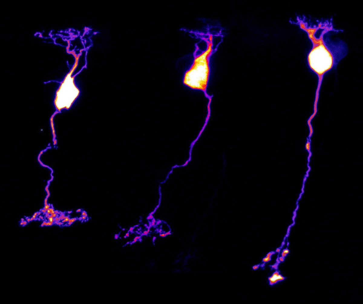 Emma West tweet media