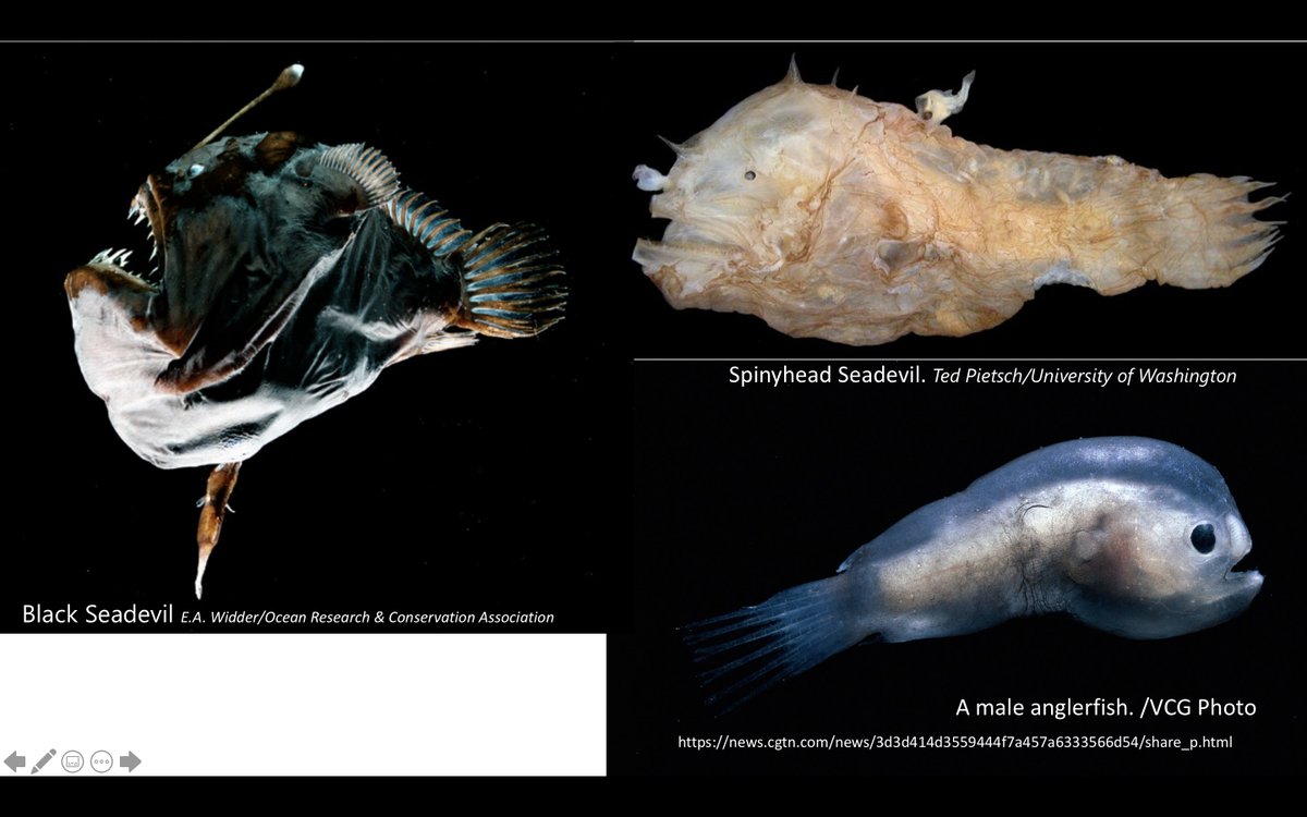 Next up in the evolution class adaptation corner: the tiny males of some deepsea anglerfish species. Which bite onto females and wait for eggs to be released. In some species, they permanently fuse with a female and make use of her respiratory and digestive system