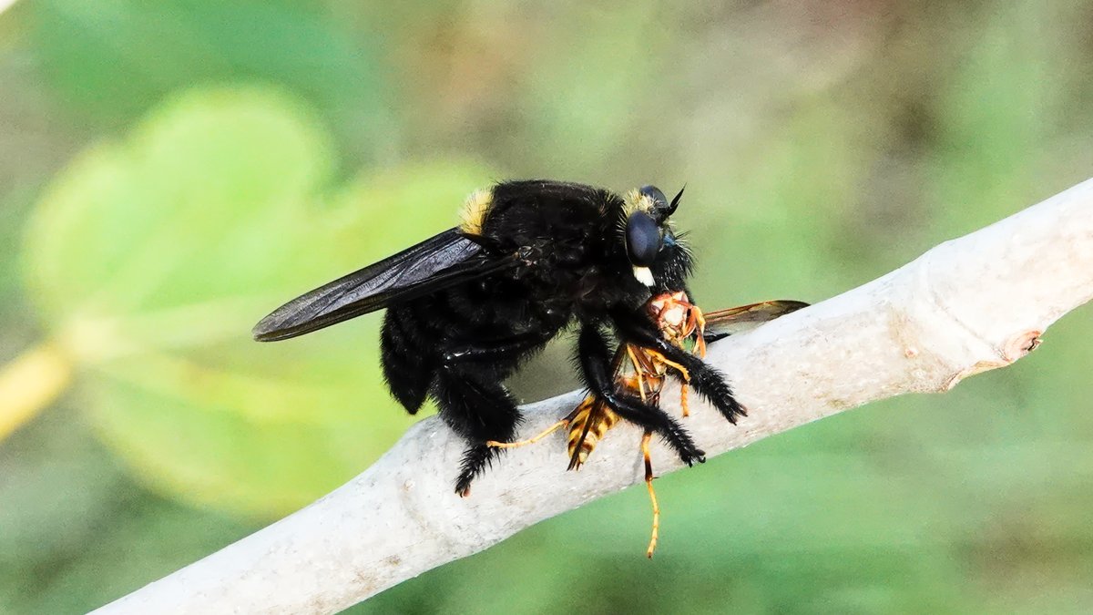Beelzebub Bee-Killer (Mallophora leschenaulti) in the Texas Coastal Bend for #Worldrobberflyday