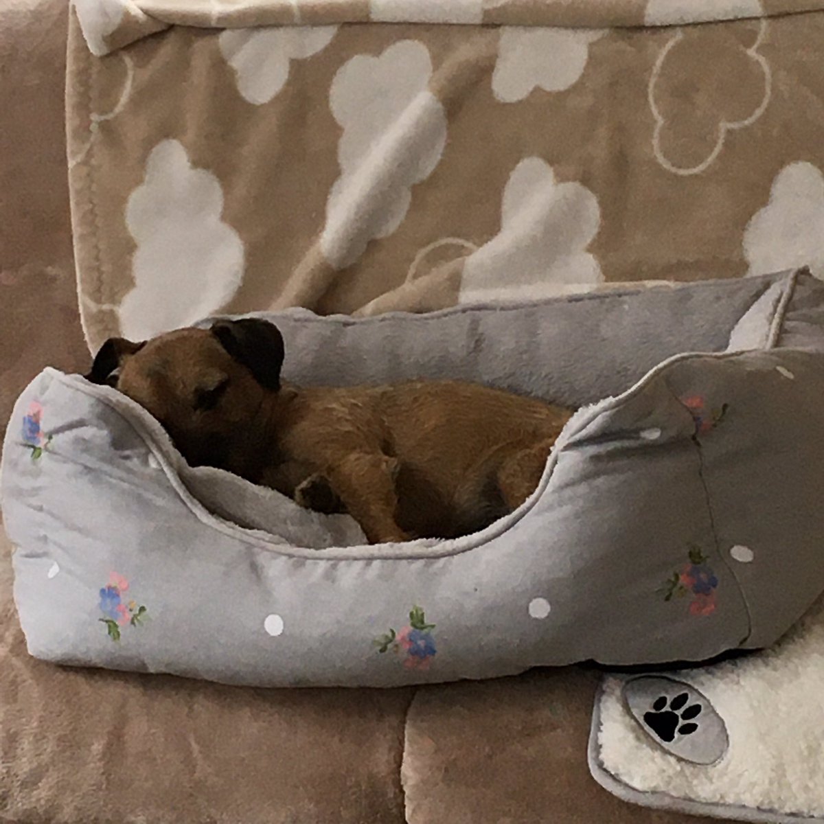 nari_moli's tweet photo. On my holidays: sleep, play on the beach, sleep, play on the beach repeat.  I is soooo happy to be here again. https://t.co/TD2s6RuWWk