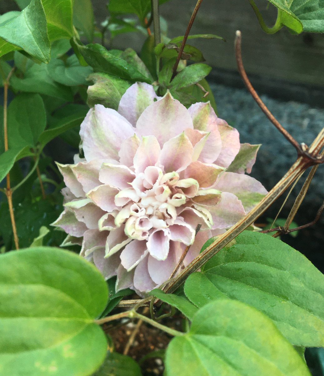 としぼー ダンシングスマイルが開花しました でも早くも立ち枯れの兆候が 毎年春先に病気になりやすいです 他の万重咲き クレマチスもこんななんだろうか としぼー ダンシングスマイルが開花しました でも早くも立ち枯れの兆候が 毎年春先に病気になりやすいです 他の万重咲き クレマチスもこんななんだろうか
