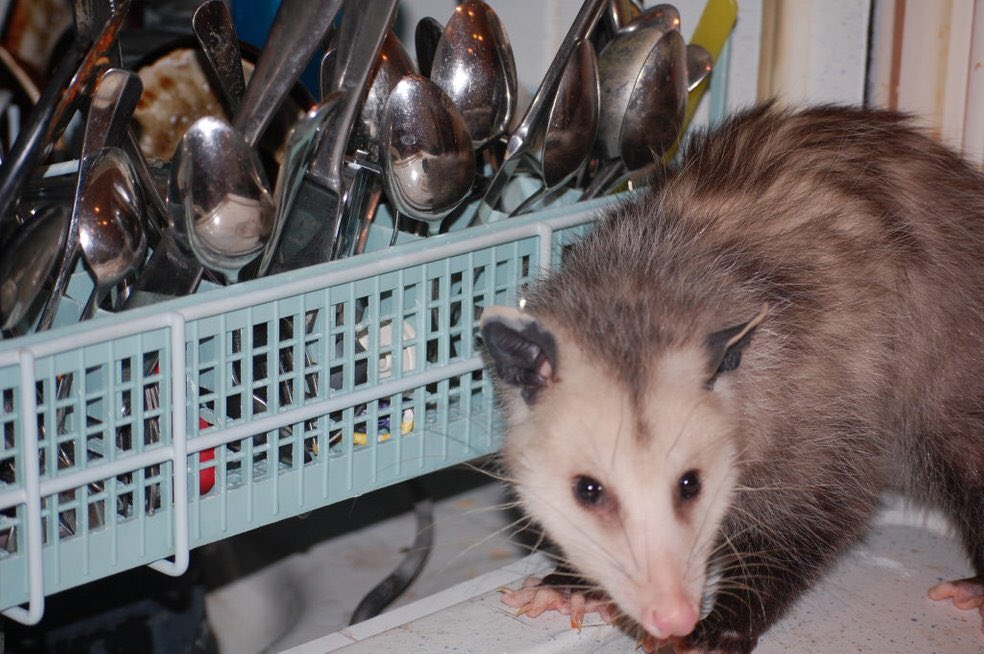 PossumEveryHour's tweet image. 