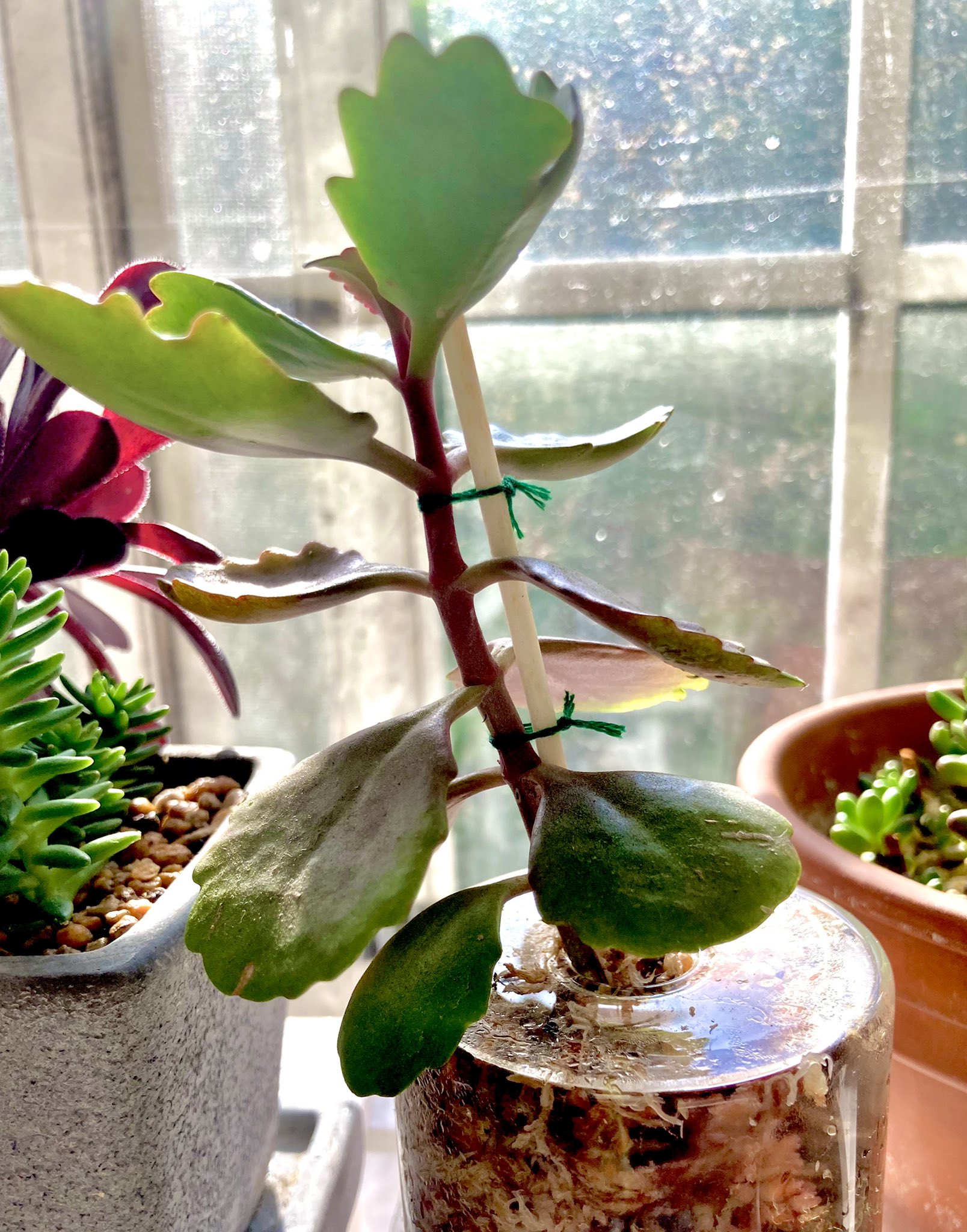 カワチ7 24 東6ほ52b 寄せ植えで売られていたカランコエ おそらく胡蝶の舞 が徒長するわ曲がるわなので矯正してみた がんばれー T Co Zgmtrbgmgr Twitter