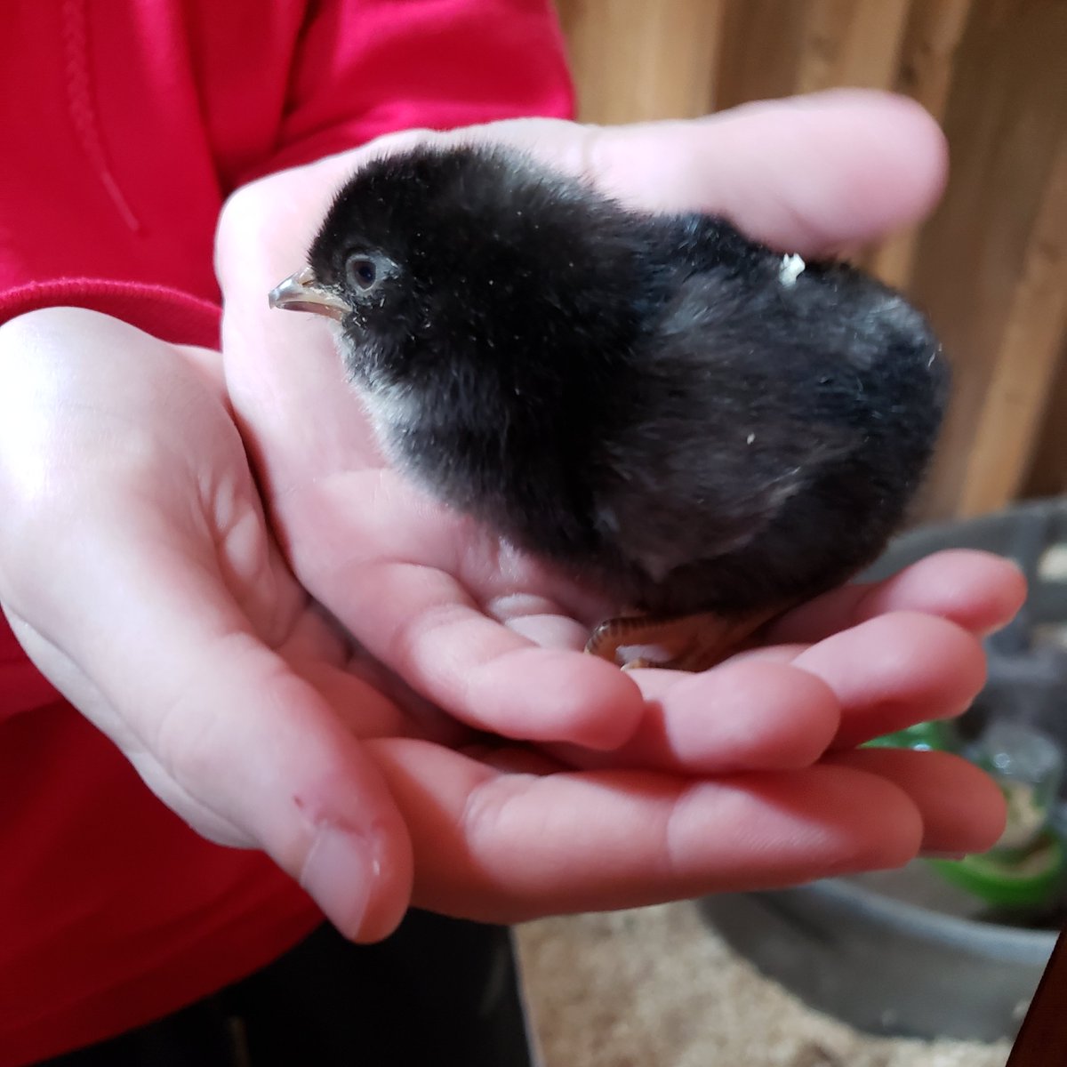 sandyconnolly's tweet photo. **Update** We did it!
#BroodyHen
#PleaseBeHens
#BackyardChickens https://t.co/UguLMVWMUr