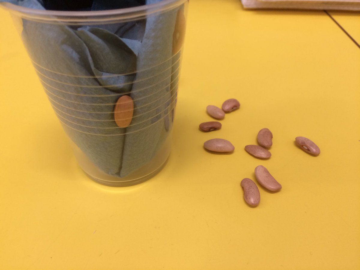 GrowingTeacher's tweet photo. In science we are growing purple climbing french beans - the children took them home and the homework is to grow them! They love taking pics to share on Seesaw too. #seesaw #schoolgarden #schoolallotment #garden #allotment #gardening #growyourownfood #year2 https://t.co/uVp5eeCgms