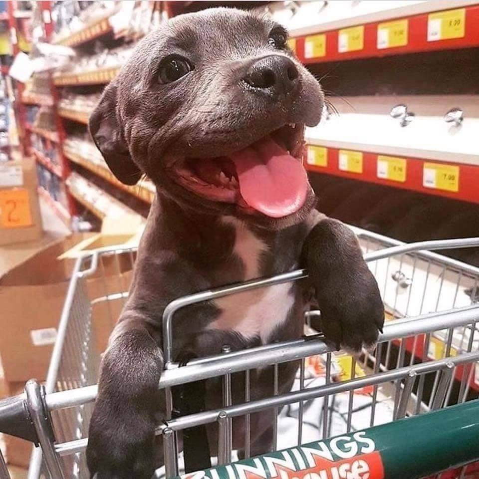 HeckinGoodDogs's tweet photo. Pupper goes shopping and has a heckin great time https://t.co/6FlX7LjIbN