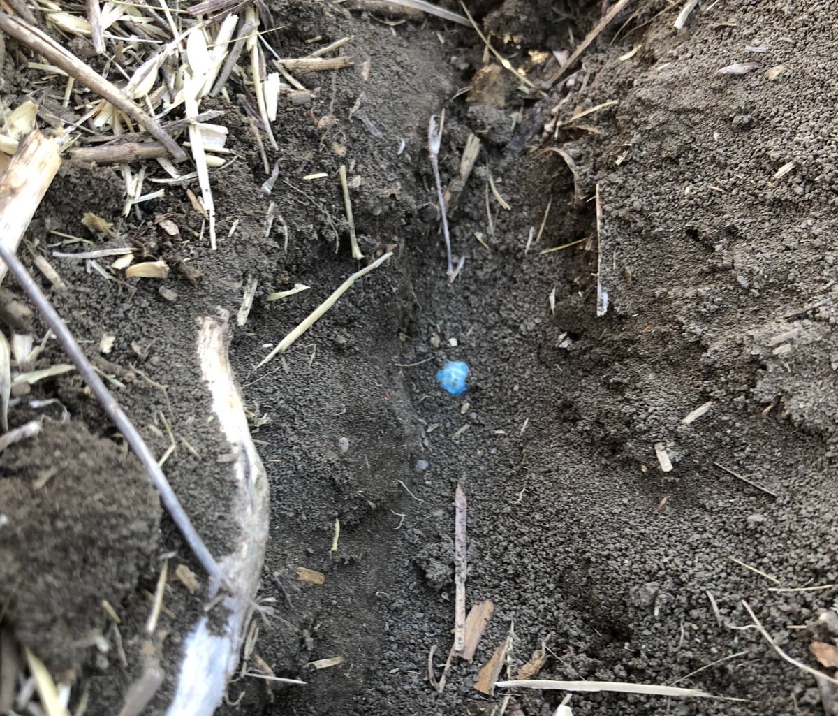 Peas going in, 1 1/2” down. #plant21