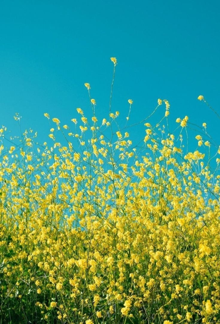 torarelaxtime's tweet image. Happy weekend🌞💛😺🐾

#BeautifulWeekend 
#FlowerPhotography 
#HappyWeekend