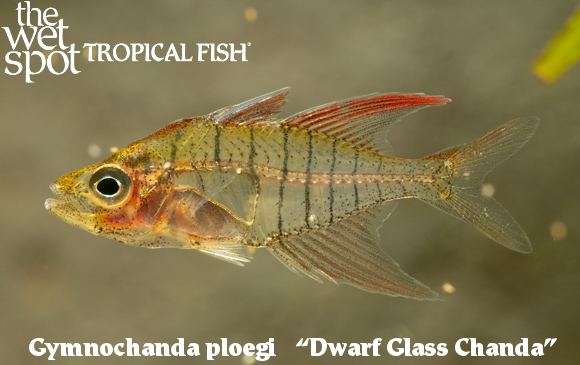 The Wet Spot Tropical Fish tweet media