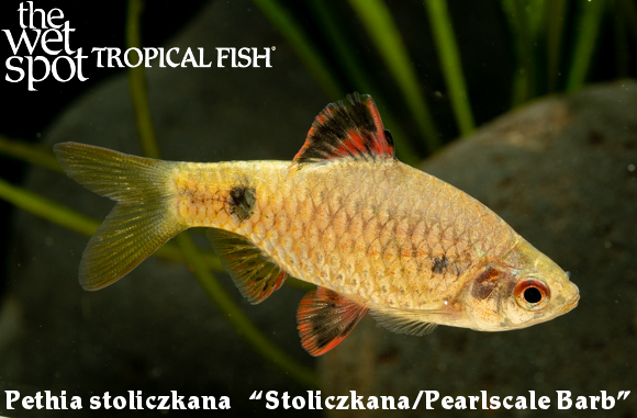 The Wet Spot Tropical Fish tweet media