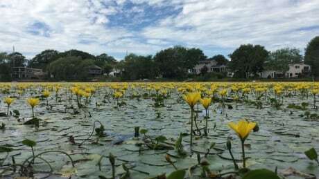Pilot project to remove invasive plant in Dartmouth lake to begin soon ift.tt/3t8Yn4w