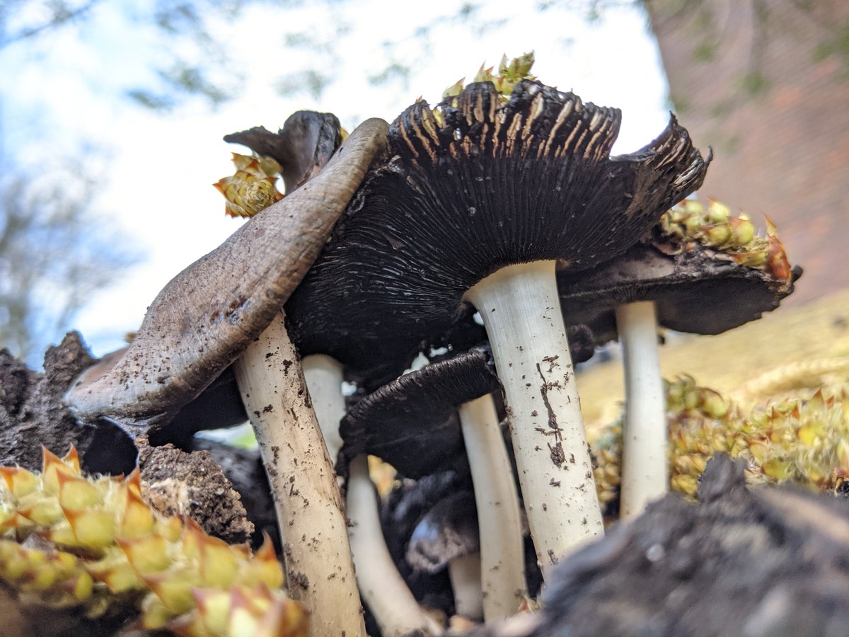 For #fungifriday, some ink caps emerging from the carpet of fallen hornbeam blossoms! 

#fungi #fungusfriday #fungalfriday