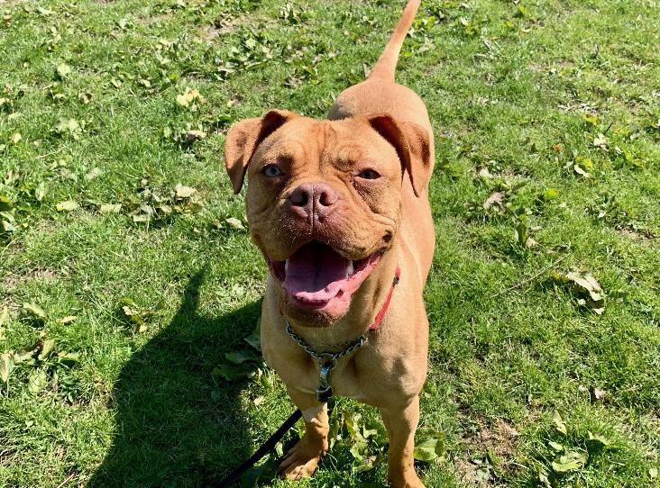 Please retweet to help Esme find a home #Cumbria     

Aged 0-6 months, looking for experienced adult home as she is quite nervous, can live with another dog , please see full details or share to help? ⭐️🍀
APPLY 
rspca.org.uk/findapet/detai…
#dogs #pets #animals #England