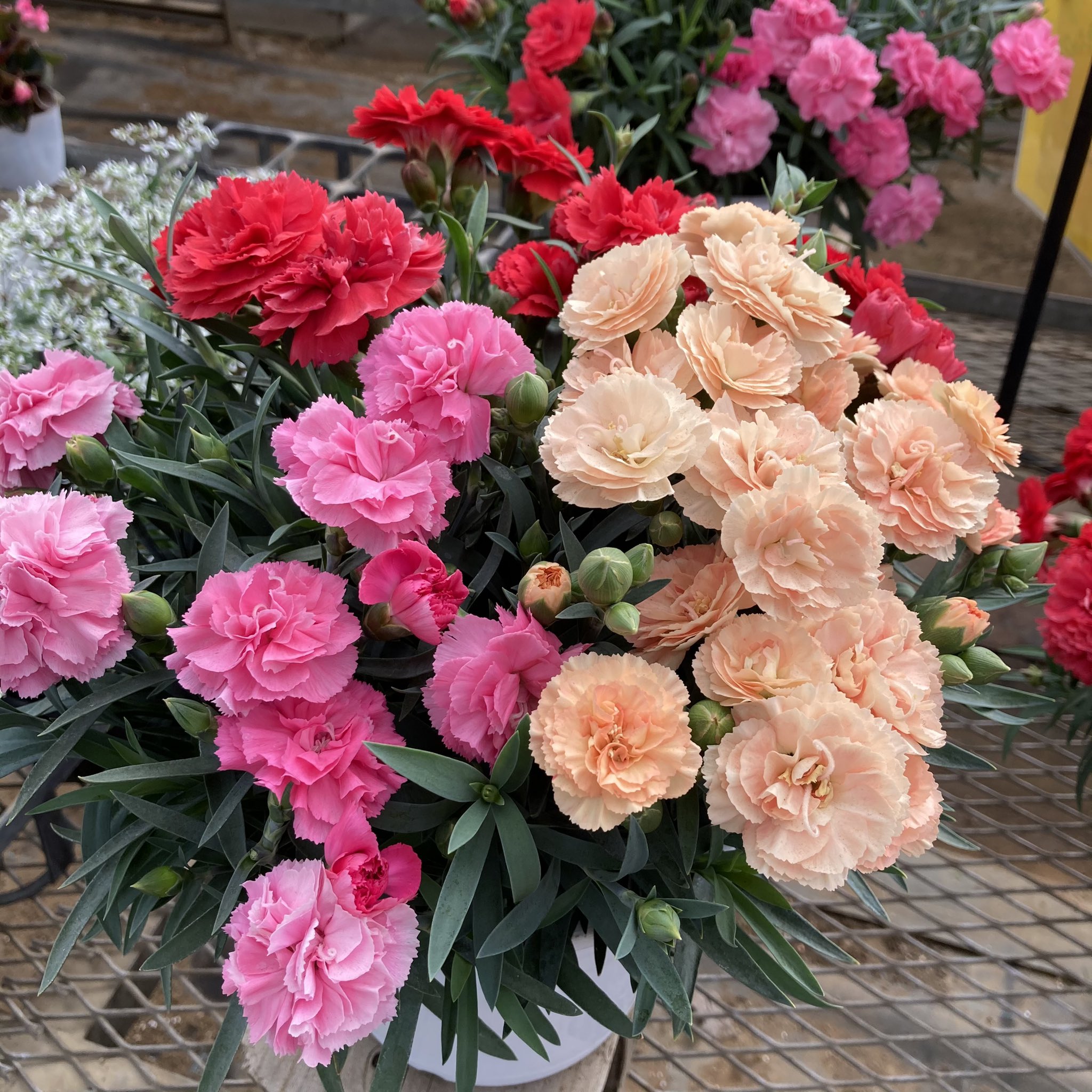 山田花園 母の日ギフトのカーネーション つぼみが多く 開花状態が良いものがたくさんあります 手配はお早めに ご自分用にもぜひ 3 5号ポット苗 350円 税込 発送不可 寄せ植え 1100円 税込 Gw中から5月末までの発送 お渡しを承ります 在庫 山田花園 母の日ギフトのカーネーション つぼみが多く 開花状態が良いものがたくさんあります 手配はお早めに ご自分用にもぜひ 3 5号ポット苗 350円 税込 発送不可 寄せ植え 1100円 税込 Gw中から5月末までの発送 お渡しを承ります 在庫