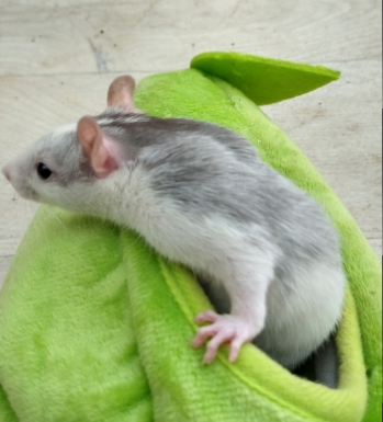 rdRatsAndCo's tweet photo. Alec looking gorgeous! #petrats https://t.co/eKPkYAJj4x