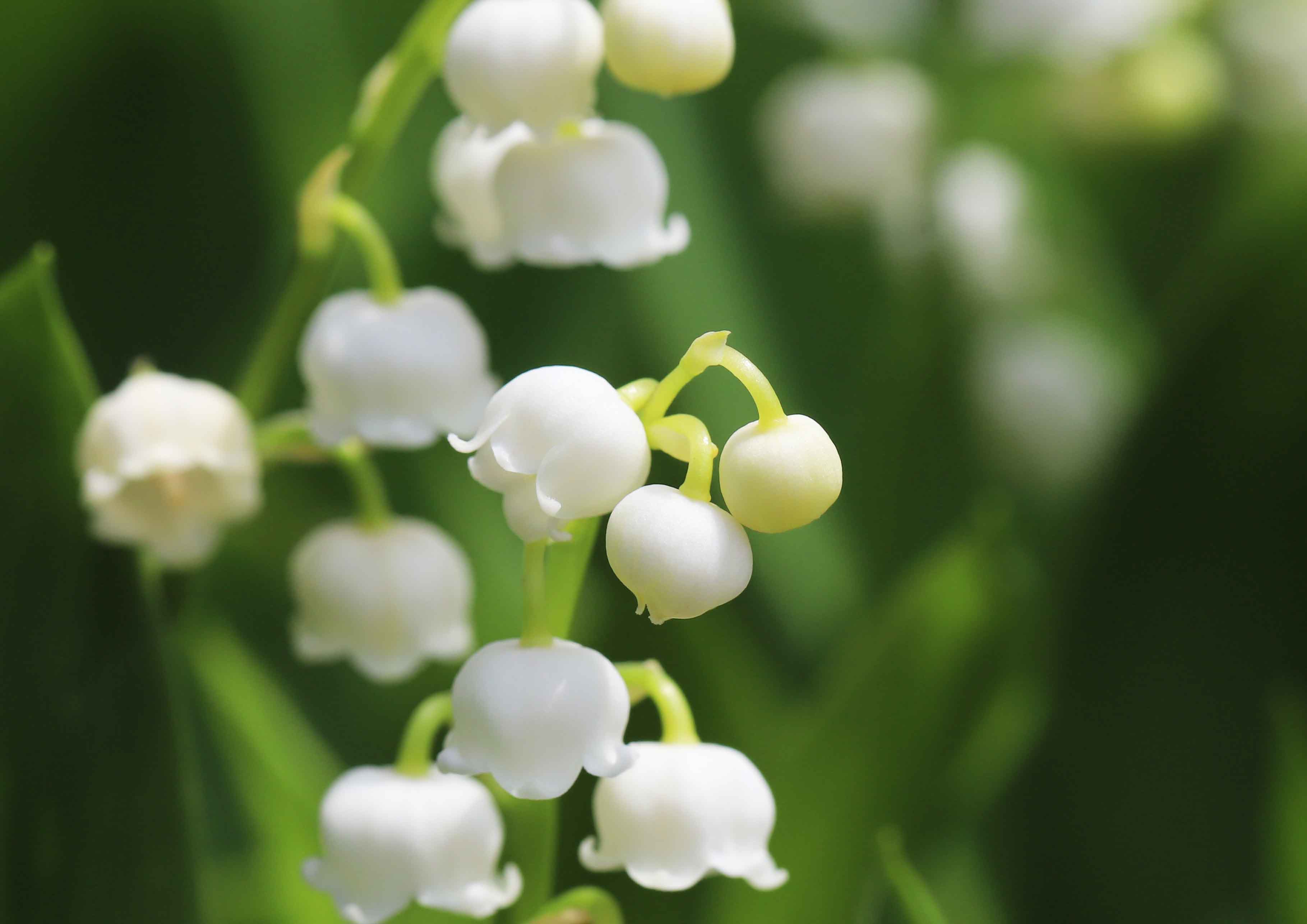 片柳弘史 教会の花壇に ひっそり咲いたスズランの花 スズランの花言葉は 再び幸せが訪れる だそうです 皆さんのもとにも幸せが届きますように T Co Nvag4yrvhh Twitter
