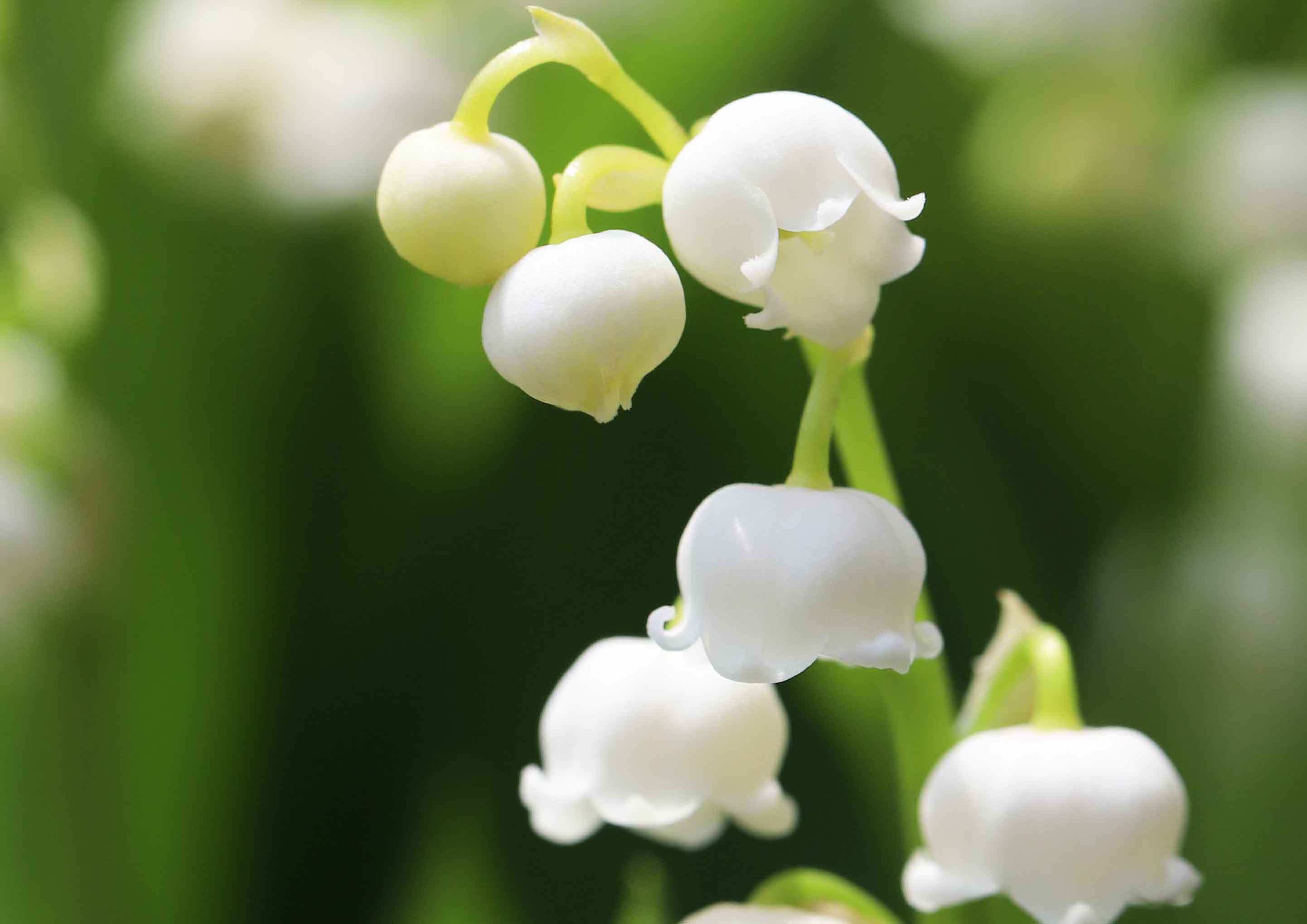 片柳弘史 教会の花壇に ひっそり咲いたスズランの花 スズランの花言葉は 再び幸せが訪れる だそうです 皆さんのもとにも幸せが届きますように T Co Nvag4yrvhh Twitter