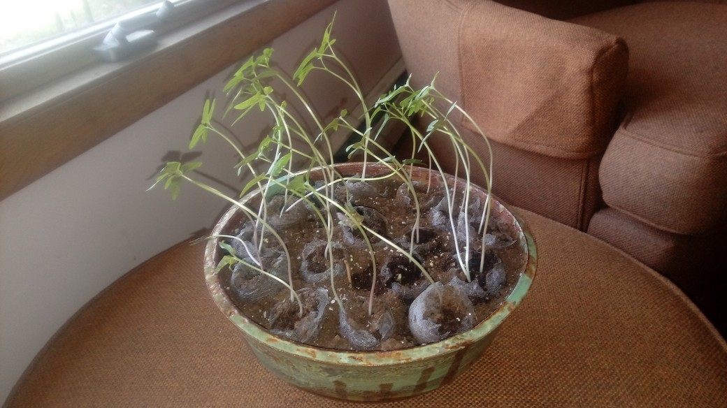 Mommy's Garden Update Thread, 4-30-2021. Starting with the morning glories. They're growing well and will be going off into individual pots this weekend!