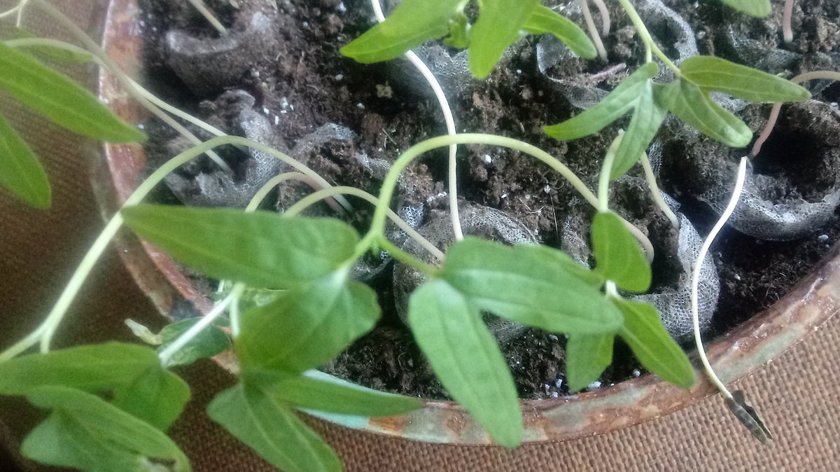 Mommy's Garden Update Thread, 4-30-2021. Starting with the morning glories. They're growing well and will be going off into individual pots this weekend!