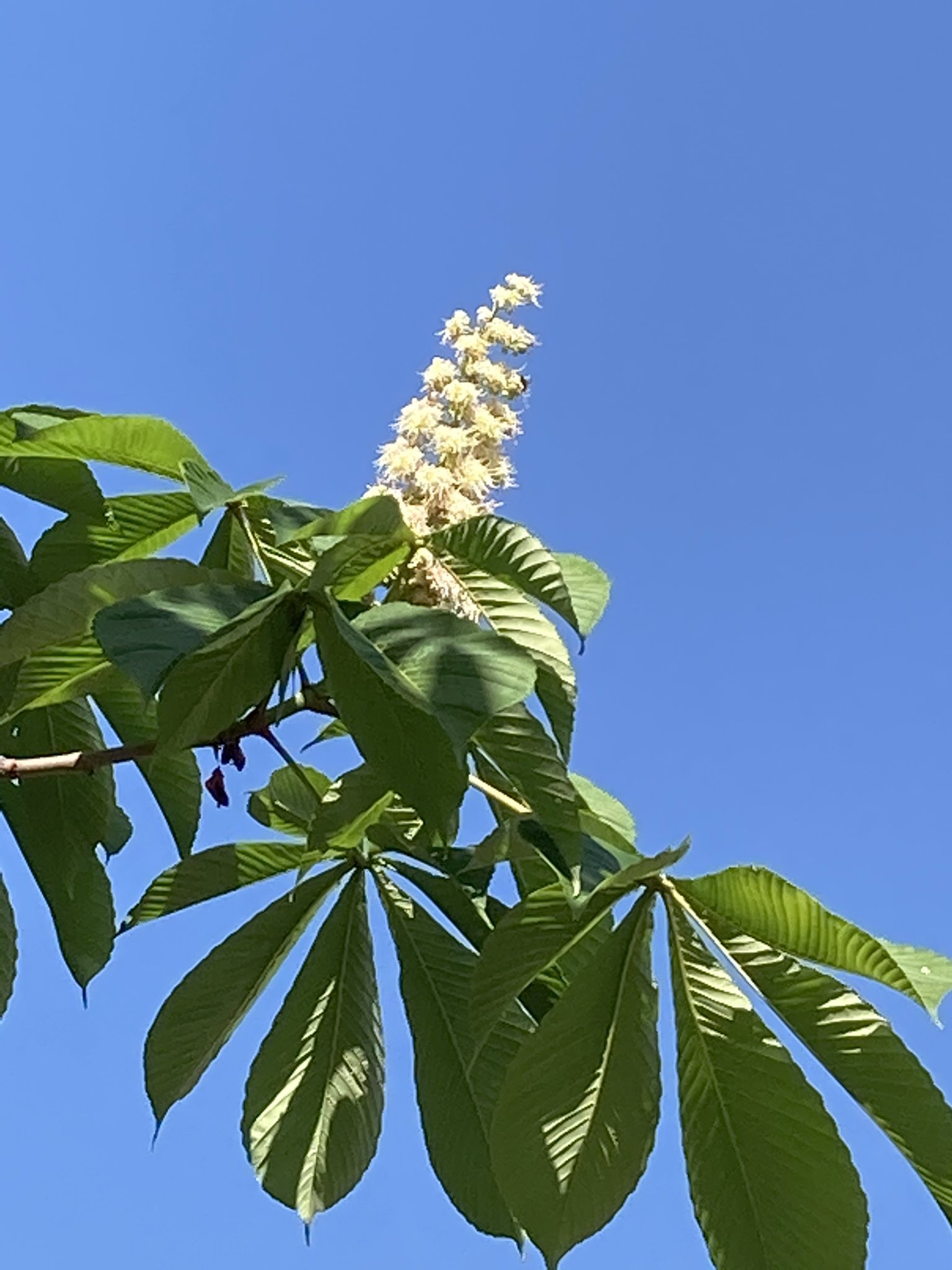 櫻田弘文 今日から5月 セイヨウトチノキ の花が青空に映える季節です 別名の マロニエ の方が知られているかも パリのシャンゼリゼ通りの並木もそうらしい 会社はカレンダー通りの連休 自宅でジャズを流しながら のんびりとブックランニング