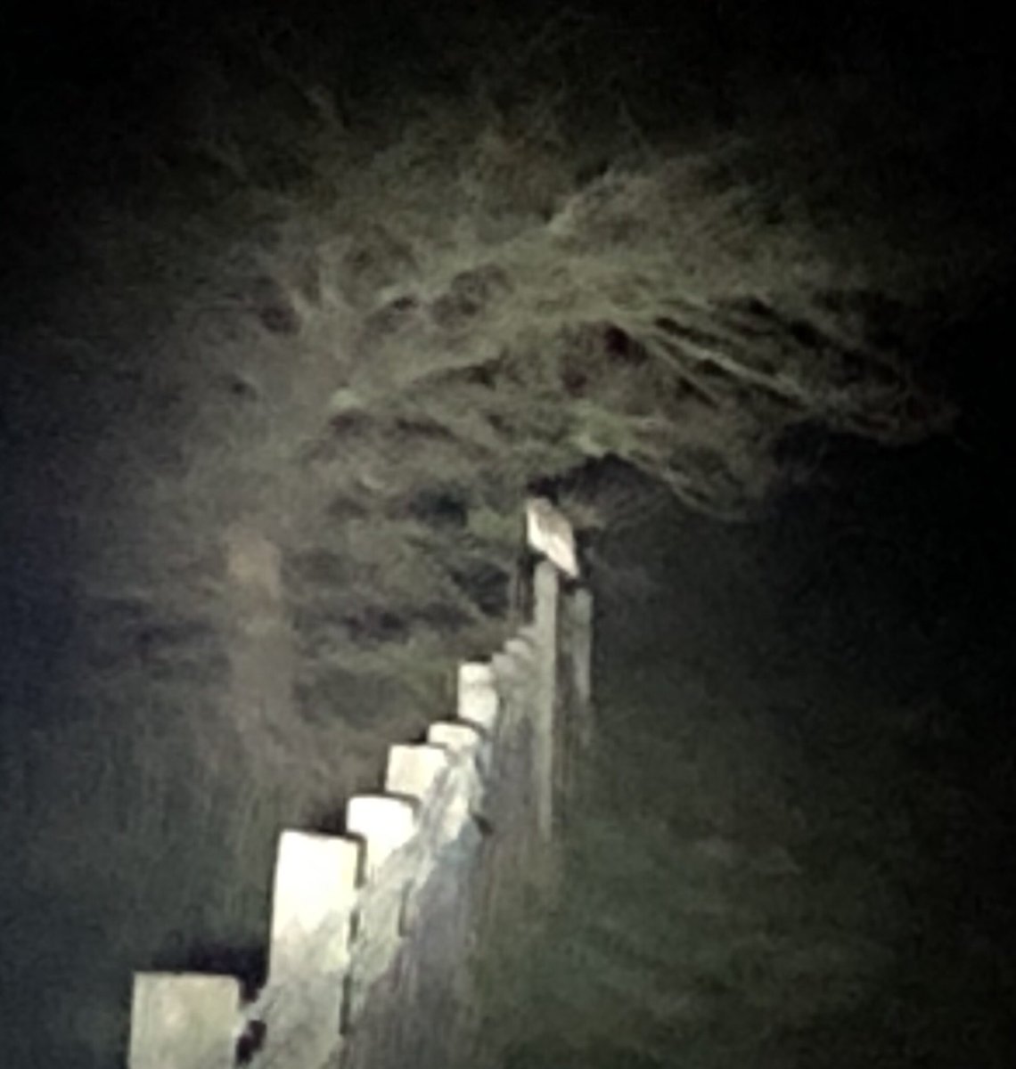 BerkoBirder's tweet image. I love the night section of a Bird Race. This one is going to plan. Little, Tawny and now this Barn Owl in quick succession #PatchAThon