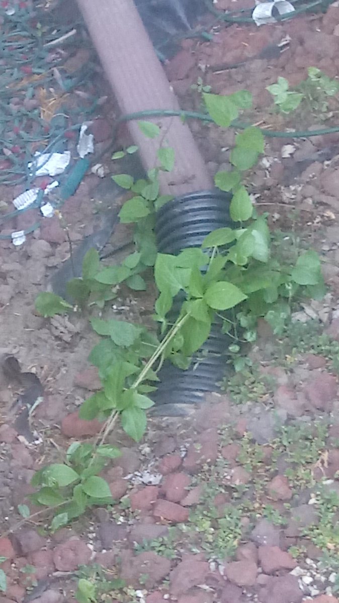 Went outside to go look at the now-wild morning glory plants that the previous owners of this house had planted before we moved in (we moved here 20 years ago!) Anyway you can see the characteristic heart-shaped leaves and the vines that seem to grab onto everything they can.