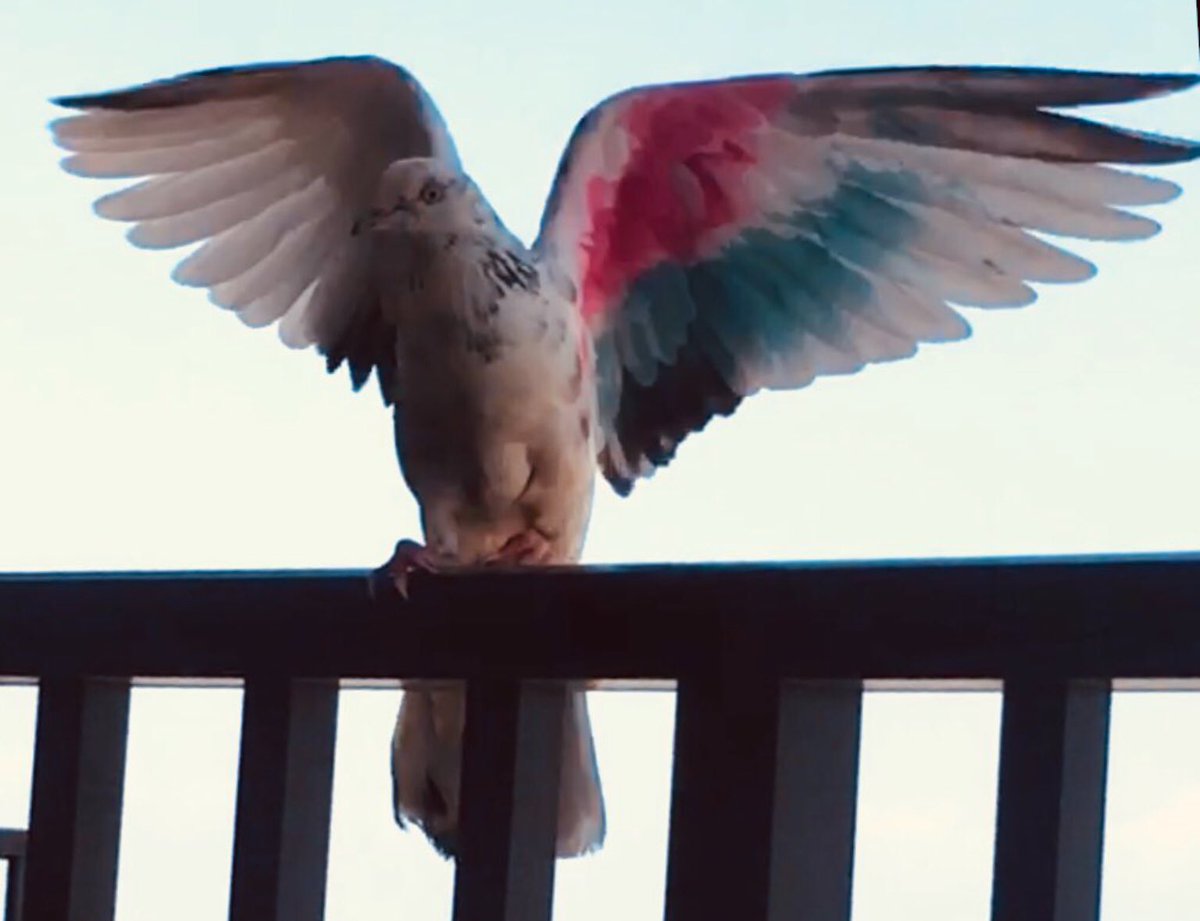 Muse B. Strong ☧ 🇺🇸 ☩ tweet media