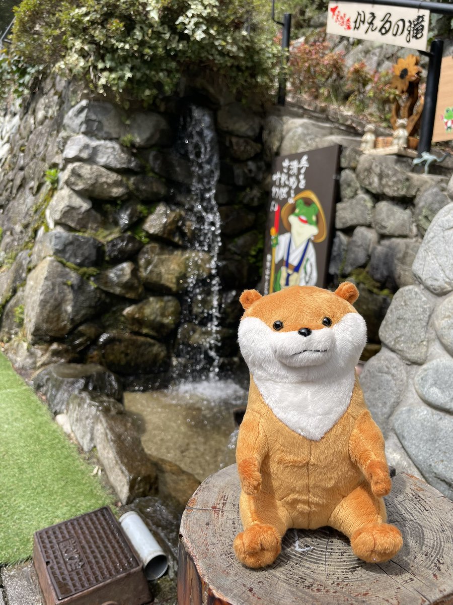 Wonderland1105's tweet photo. 下呂を満喫しただぬ！
色んな所にカエルさんがいただぬ！
今度おともだちになりたいだぬ〜

 #可愛い嘘のカワウソ 
 #ぬんぬんフォトキャンペーン https://t.co/KVBImyf5RA