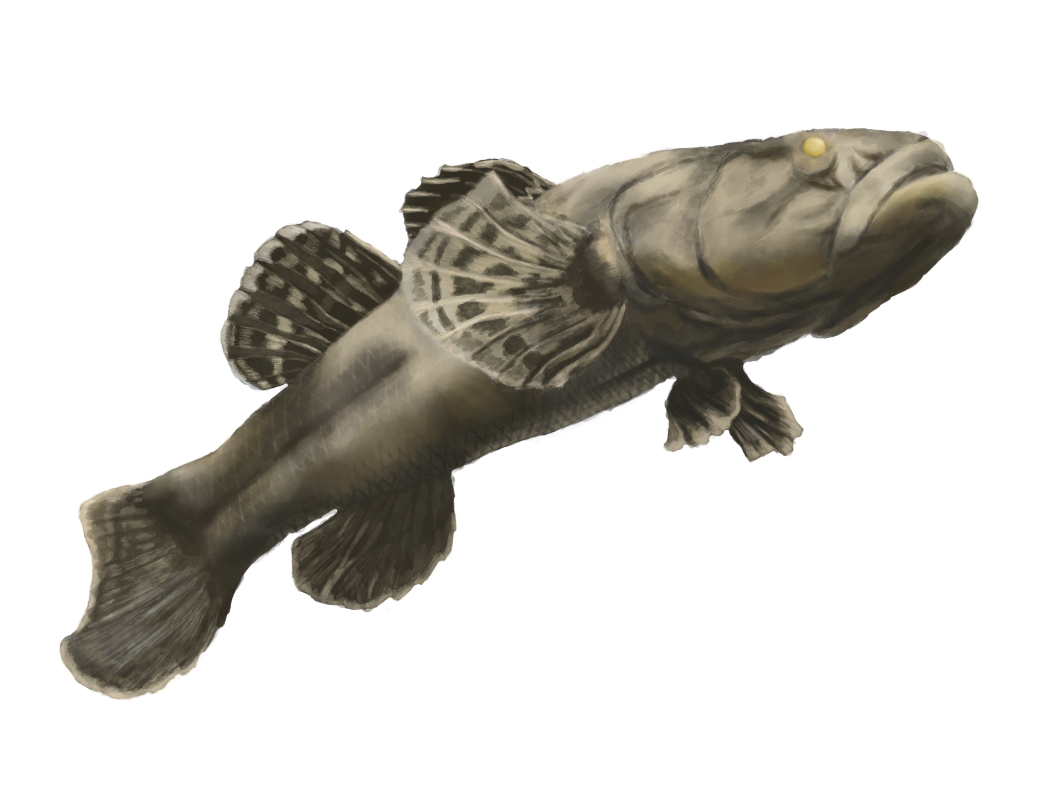 よづる スズキ目ドンコ科 鈍甲 ドンコ Odontobutis Obscura 日本淡水魚 Illustration イラスト T Co Owil2egook Twitter