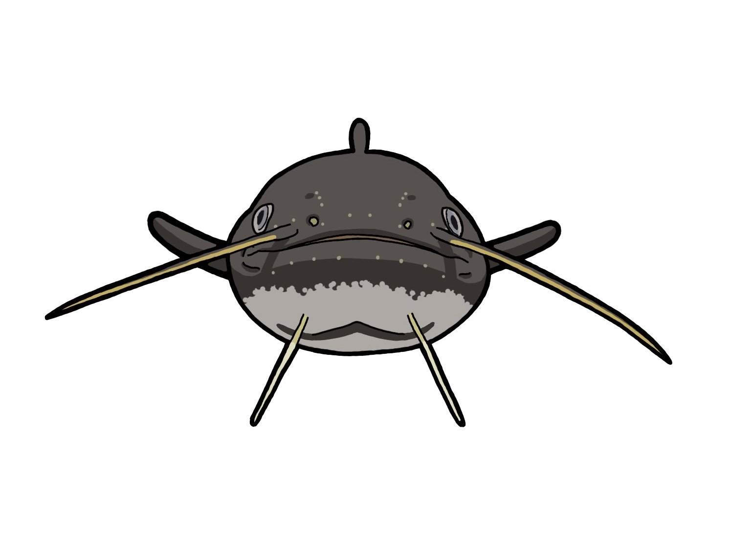 よづる お仕事募集中 ナマズ 日本淡水魚 Illustration イラスト T Co Nbnzinoww0 Twitter よづる お仕事募集中 ナマズ 日本淡水魚 Illustration イラスト T Co Nbnzinoww0 Twitter